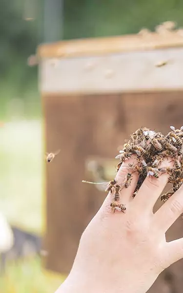 nos abeilles libres
