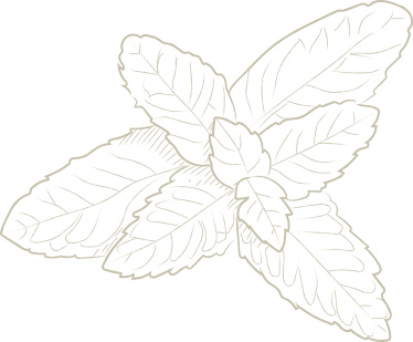 plante