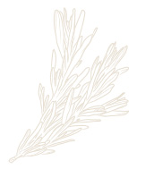 plante