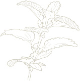 plante