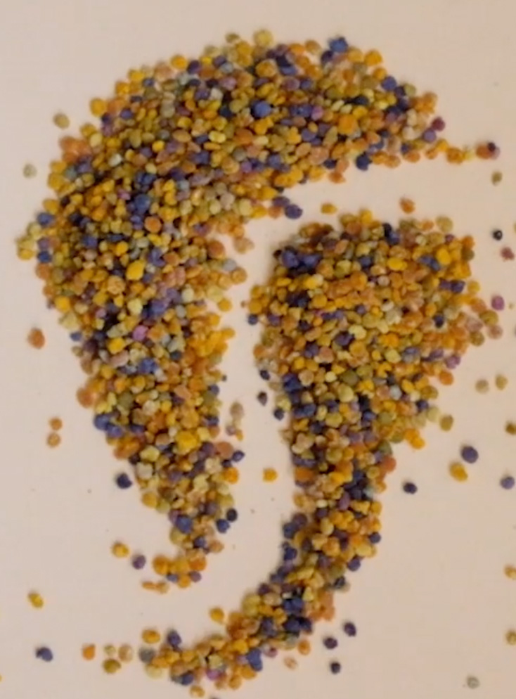 Pollen Polyfloral